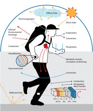 human thermal physiology.jpg