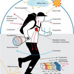 Human and Environment Effects